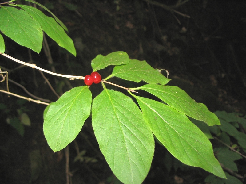 Изображение особи Lonicera xylosteum.