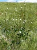 Alcea nudiflora. Цветущие растения в ковыльной степи. Восточно-Казахстанская обл., Глубоковский р-н, окр. с. Предгорное. 06.08.2009.