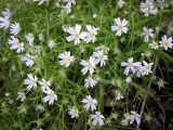 Stellaria holostea