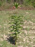 Fritillaria eduardii