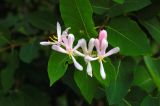 Lonicera tatarica. Побег с цветками. Алтайский край, Краснощековский р-н, с.Тигирек. 6 июня 2008 г.