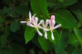 Lonicera tatarica