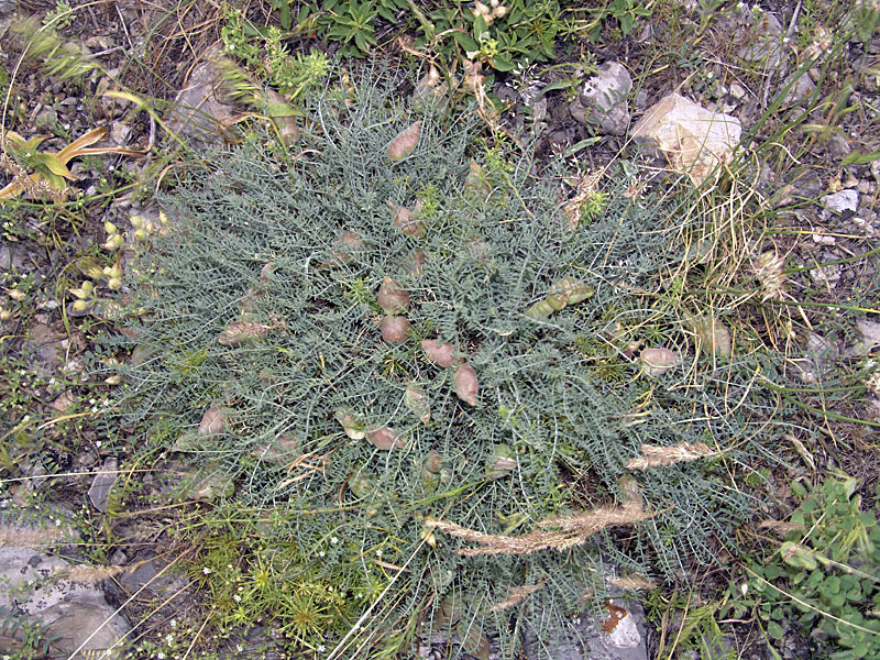 Image of Astragalus pachyrrhizus specimen.