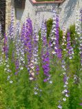 Delphinium ajacis