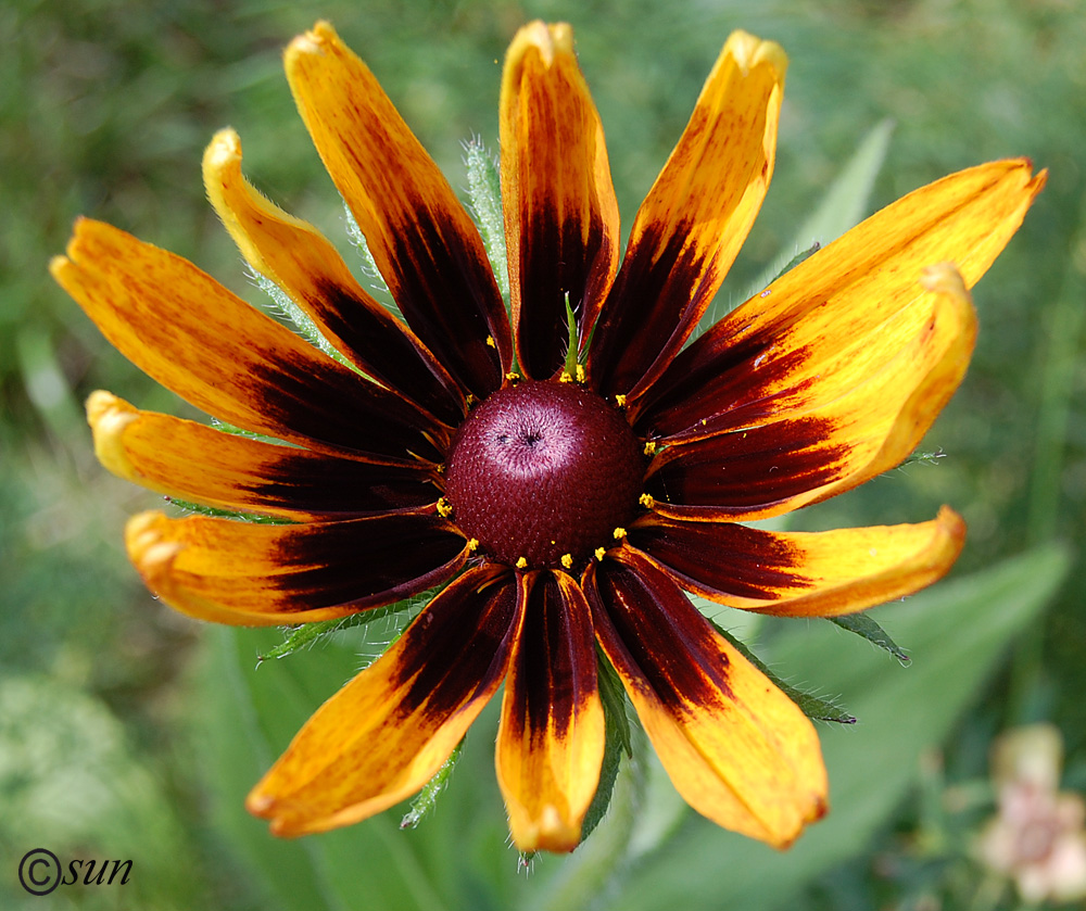 Image of Rudbeckia hirta specimen.
