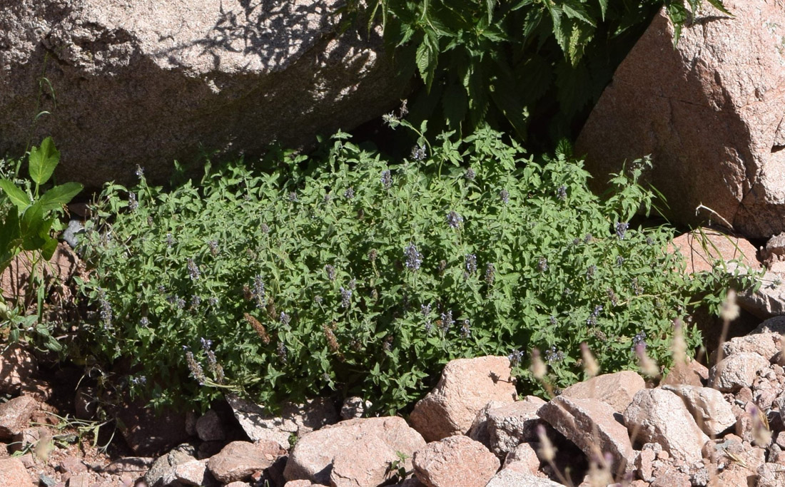 Image of Nepeta alatavica specimen.