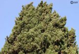 Cupressus sempervirens