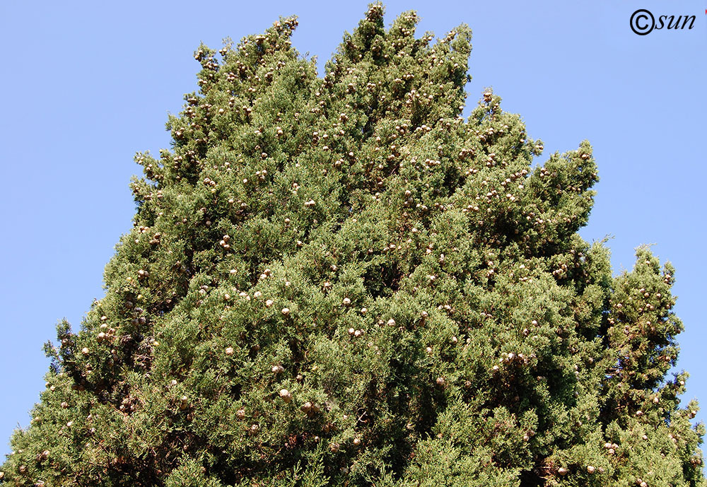 Image of Cupressus sempervirens specimen.