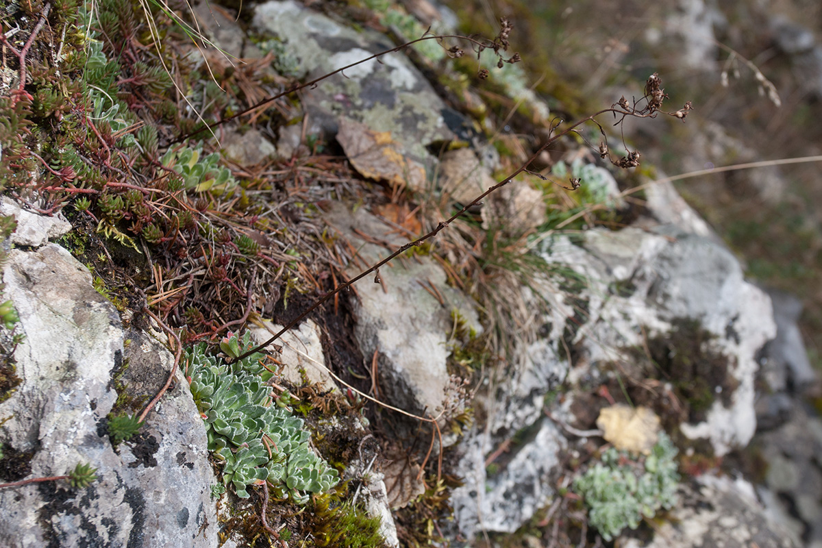 Image of Saxifraga paniculata specimen.