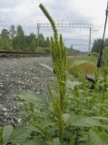 Amaranthus powellii