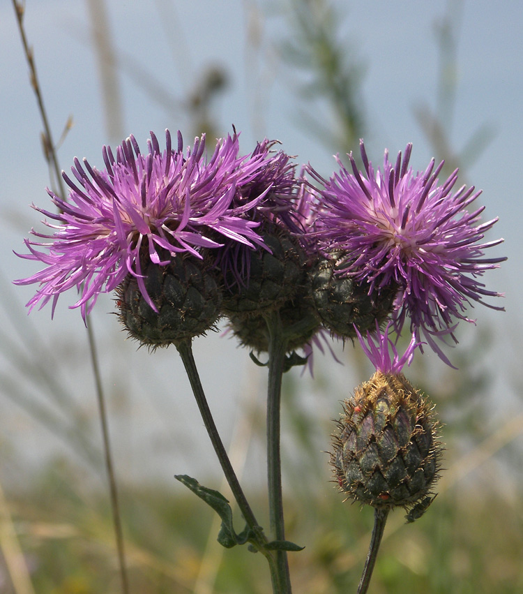 Изображение особи Centaurea adpressa.