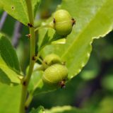 Flueggea suffruticosa. Часть побега с плодами. Приморский край, Уссурийский гор. округ, окр. с. Монакино, луг на небольшой сопке. 06.07.2015.