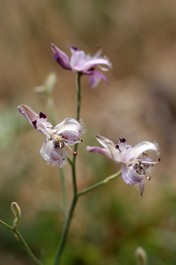 Image of Delphinium barbatum specimen.