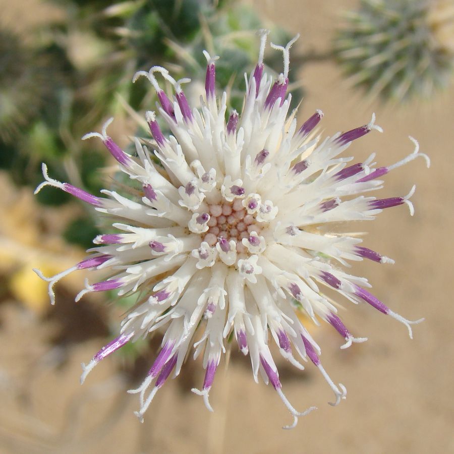 Изображение особи Cousinia affinis.