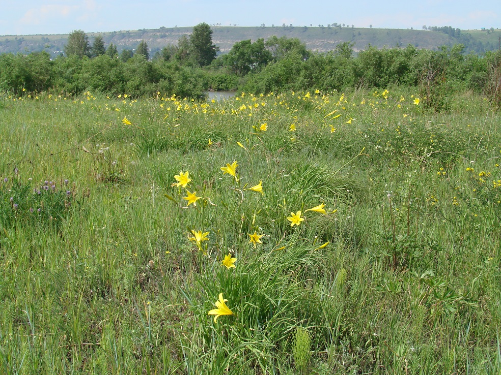 Изображение особи Hemerocallis minor.