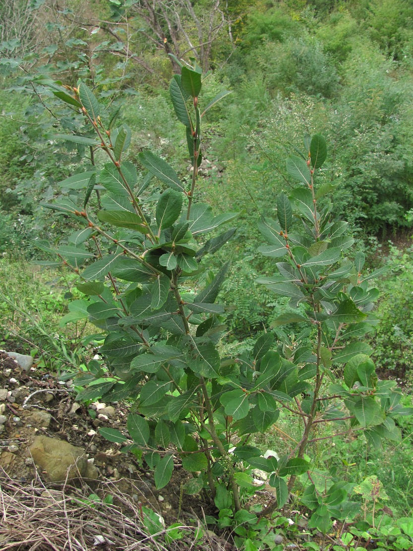 Image of Salix caprea specimen.