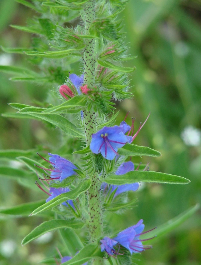 Изображение особи Echium vulgare.