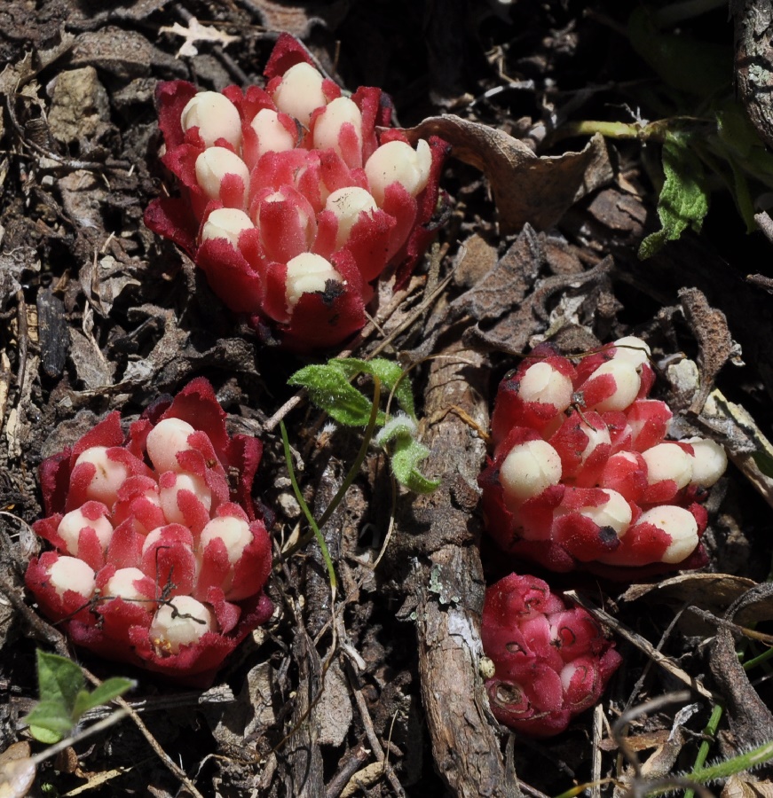 Изображение особи Cytinus ruber.