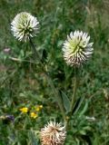Trifolium montanum. Верхушка цветущего растения. Челябинская обл., окр. г. Челябинск, Золотая горка, разнотравная поляна в берёзовом лесу. 05.07.2014.