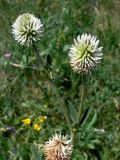 Trifolium montanum