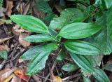Smilax lanceifolia. Верхушка побега. Андаманские острова, о-в Хейвлок, влажный тропический лес. 01.01.2015.