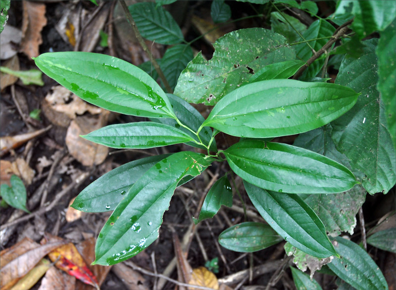 Image of Smilax lanceifolia specimen.