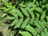 Juglans mandshurica. Нижние листья. Иркутск, Академгородок, в озеленении. 29.07.2014.