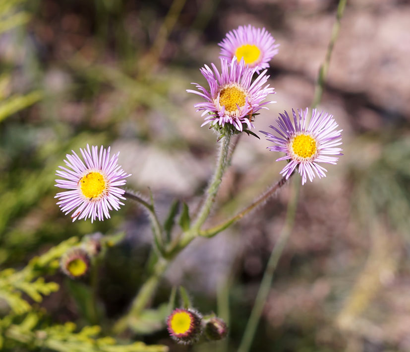 Изображение особи Erigeron pseudoseravschanicus.