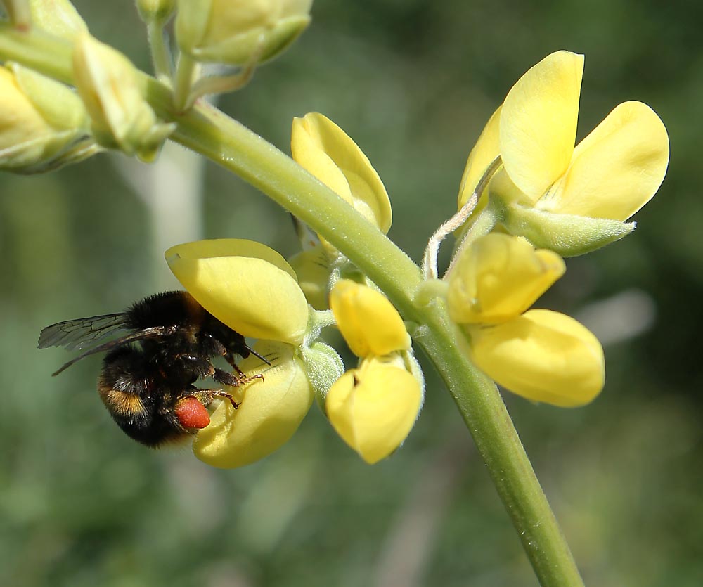 Image of Lupinus arboreus specimen.