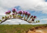 Thymus subarcticus