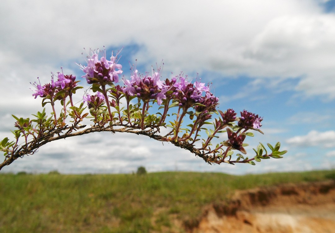 Изображение особи Thymus subarcticus.