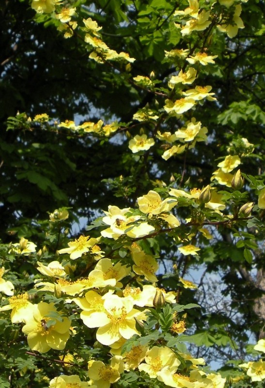 Image of genus Rosa specimen.