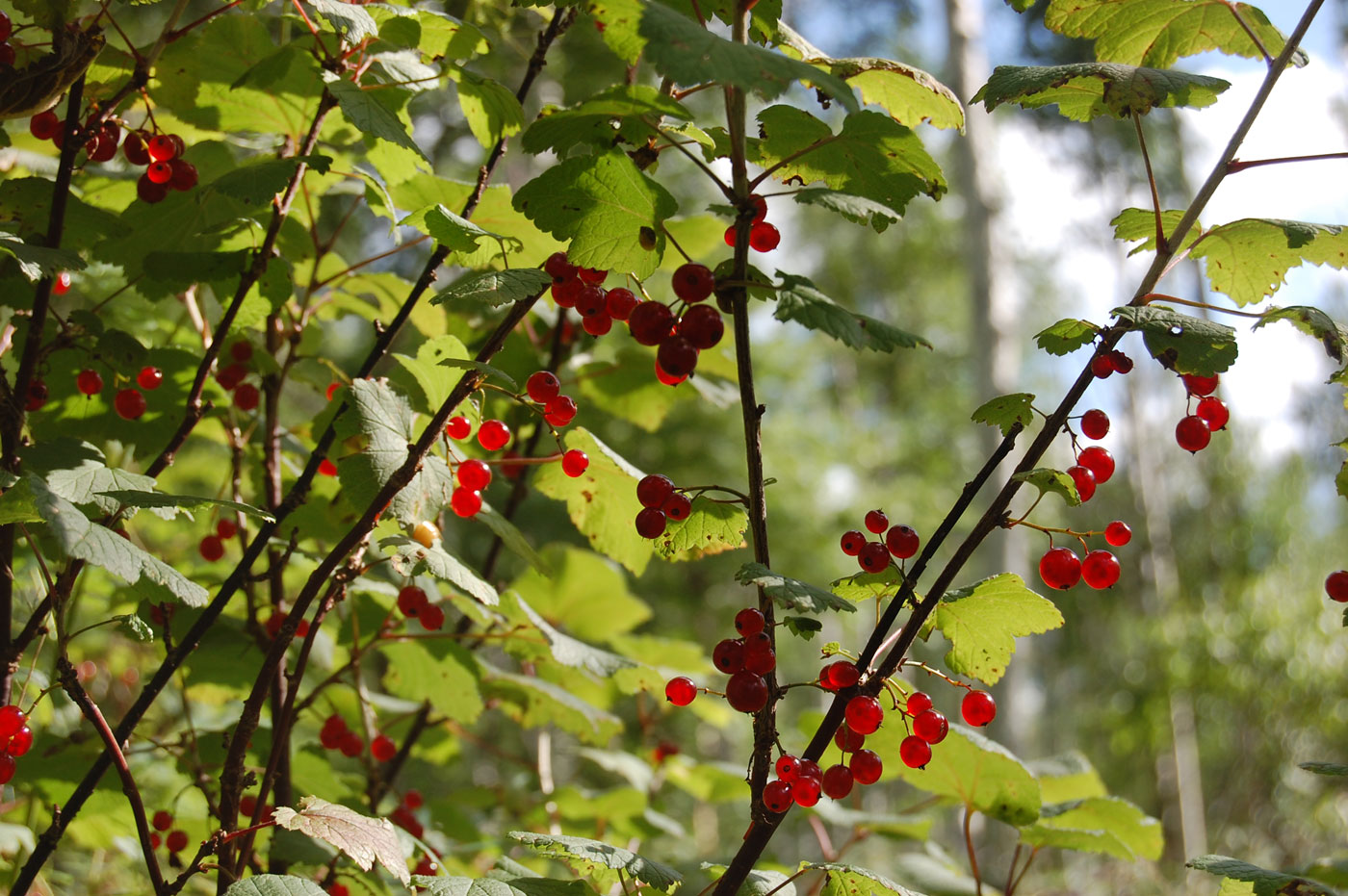 Изображение особи род Ribes.