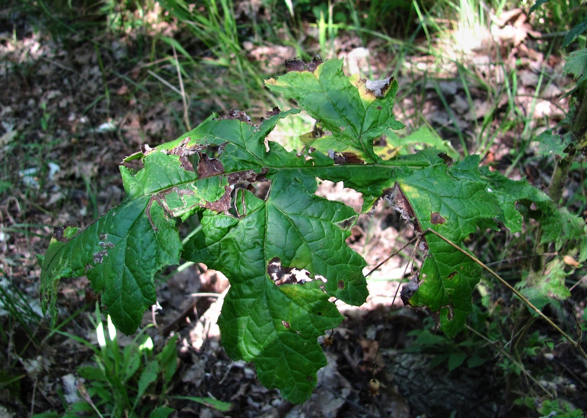 Image of Echinops galaticus specimen.