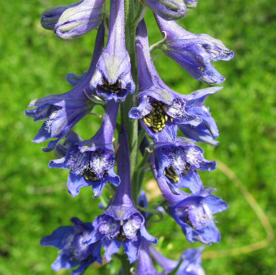 Image of Delphinium schmalhausenii specimen.