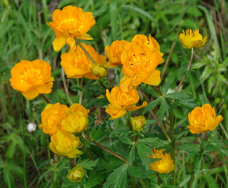 Изображение особи Trollius asiaticus.