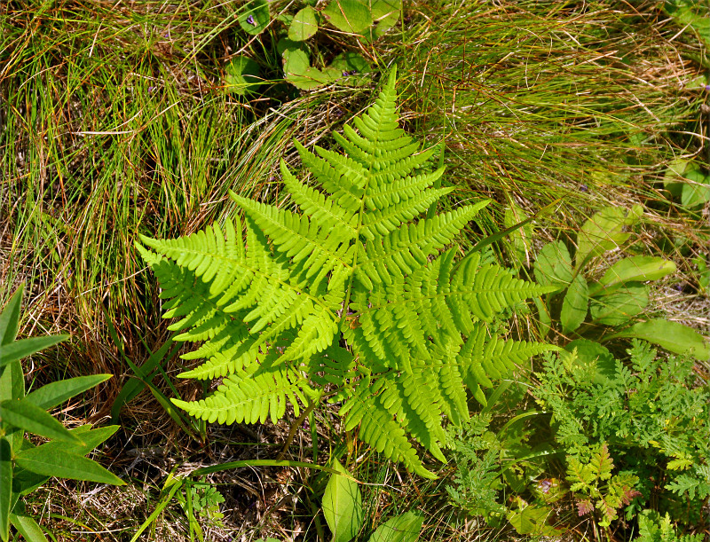 Изображение особи Pteridium pinetorum.