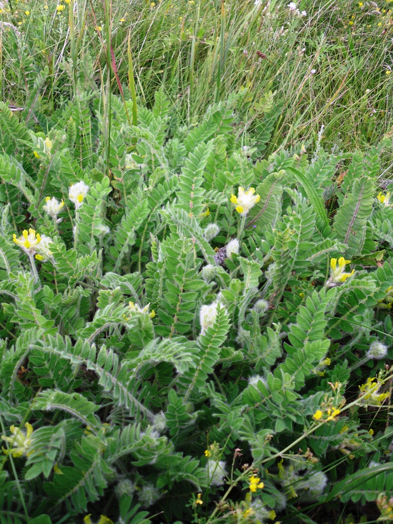 Изображение особи Astragalus dasyanthus.