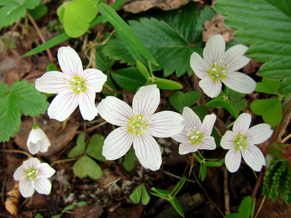 Изображение особи Oxalis acetosella.