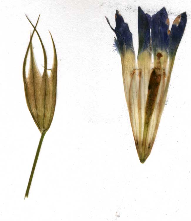 Image of Gentianopsis barbata specimen.