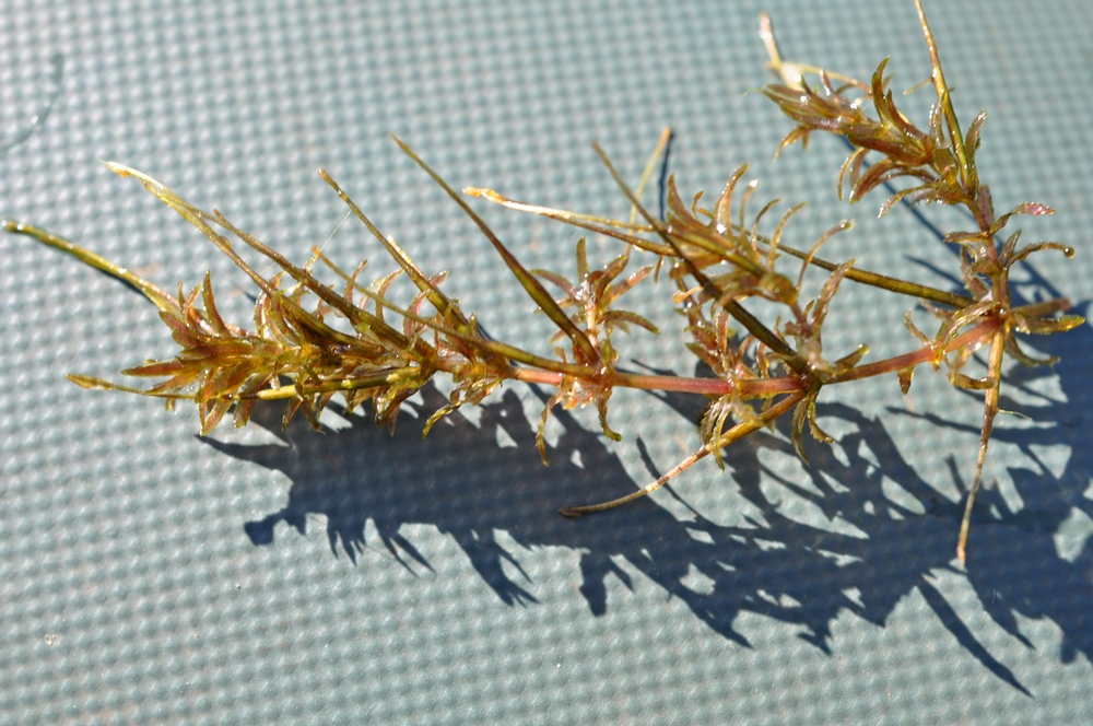 Image of Hydrilla verticillata specimen.