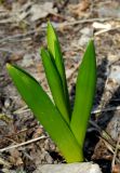 Ornithogalum arcuatum