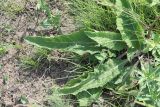 Verbascum marschallianum