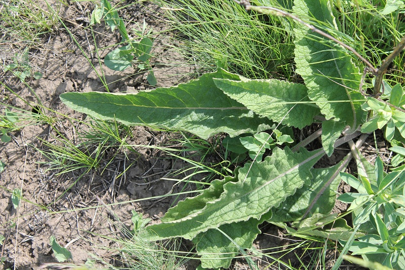 Image of Verbascum marschallianum specimen.