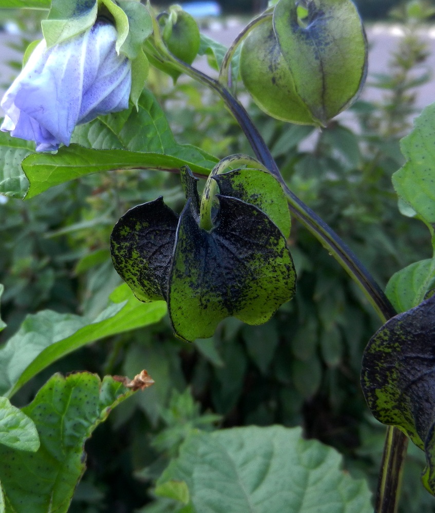 Image of Nicandra physalodes specimen.