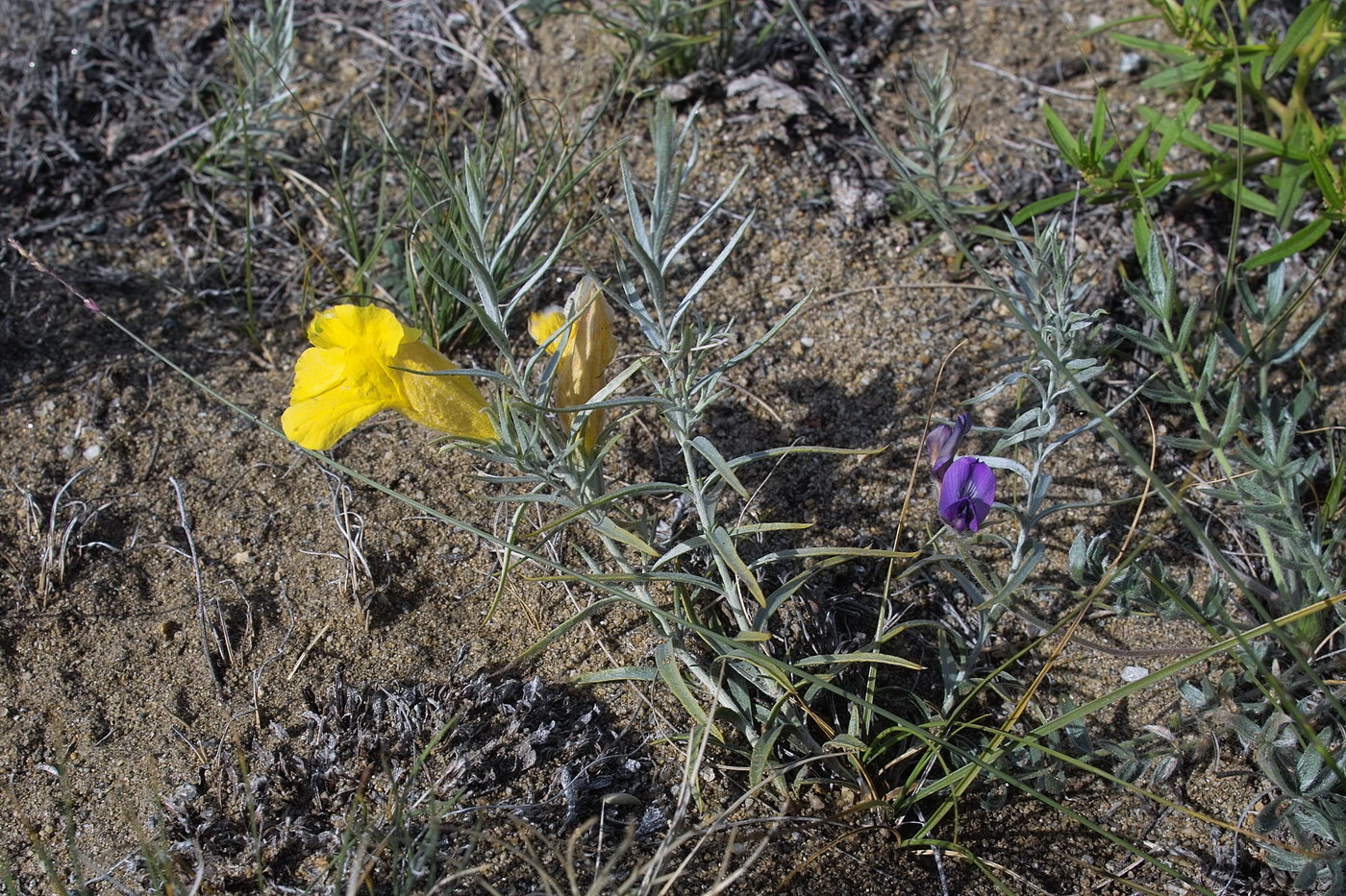 Image of Cymbaria daurica specimen.