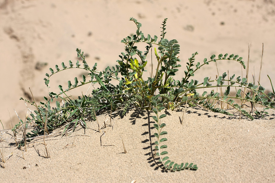 Image of Astragalus farctus specimen.