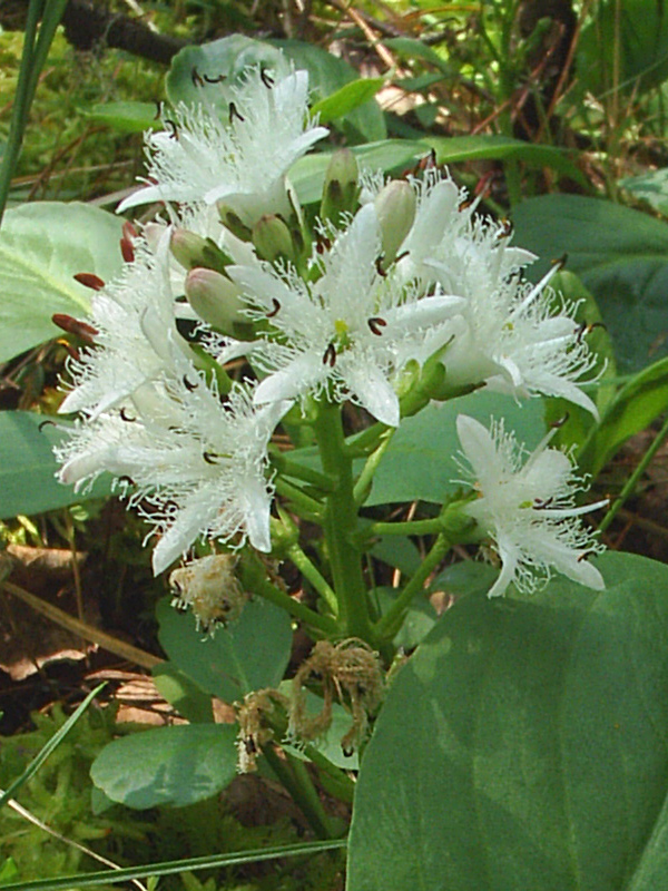 Image of Menyanthes trifoliata specimen.