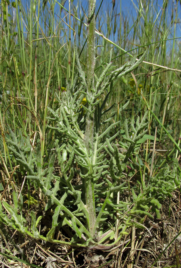 Image of Jurinea roegneri specimen.