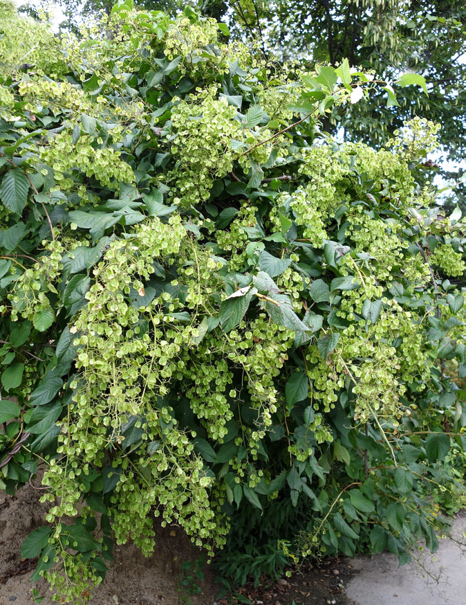 Image of Tripterygium wilfordii specimen.